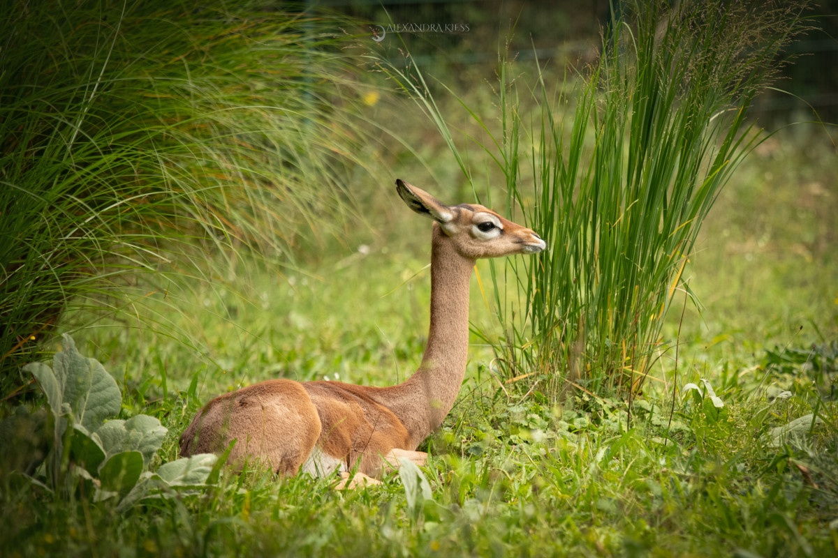 Tierp Berlin-6